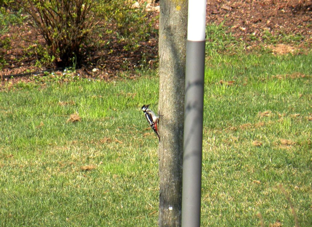 picchio rosso maggiore